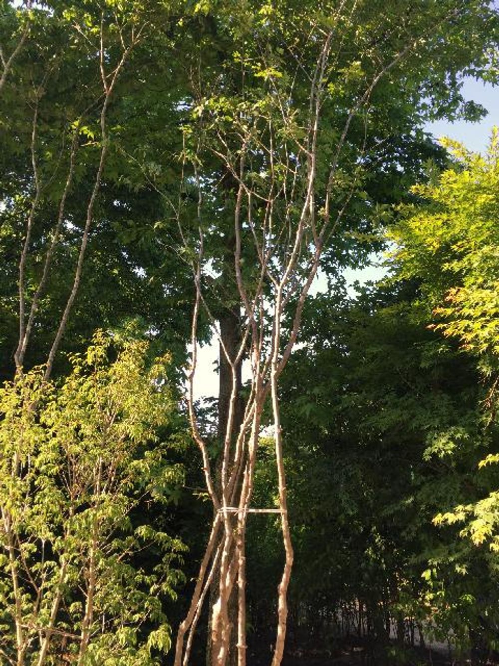 Photo by S.Nakanoさん