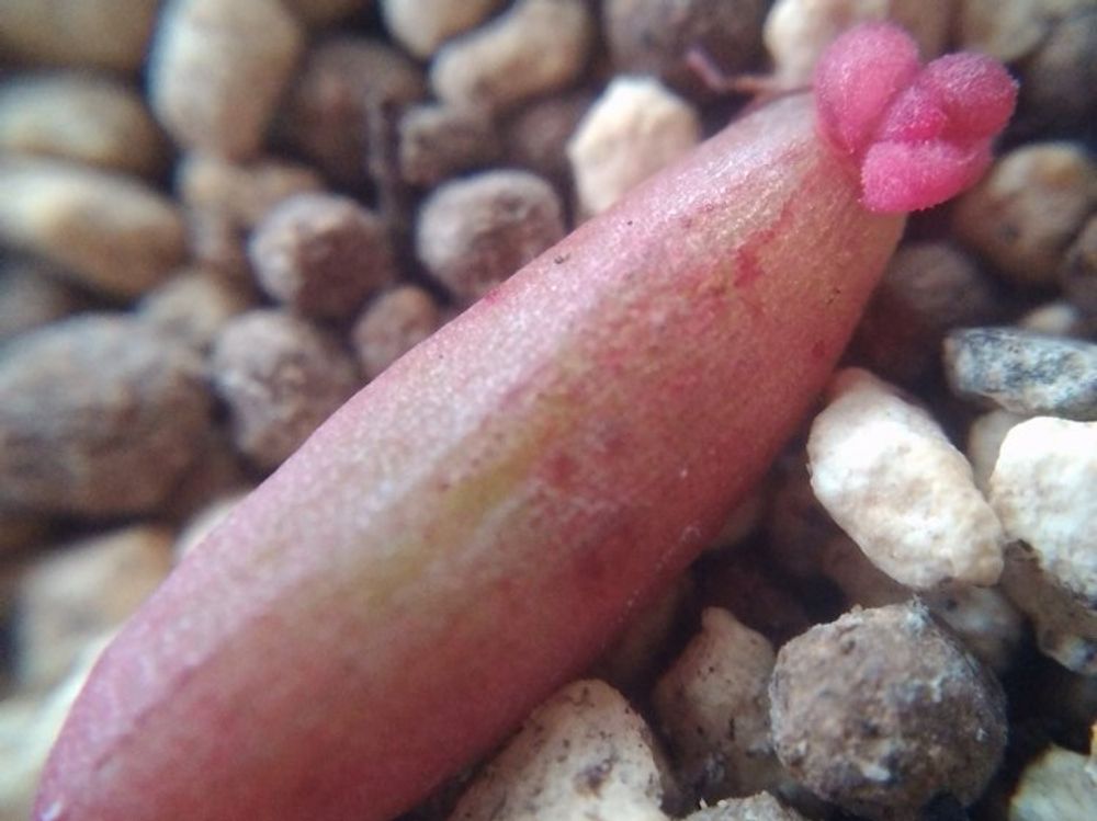 セダム　葉挿し