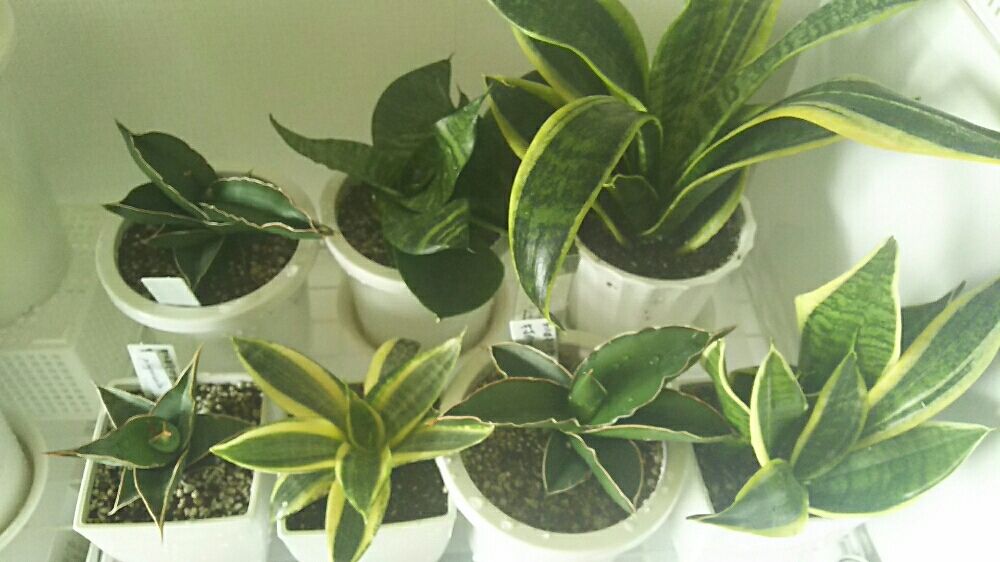 Photo by 七菜子さん