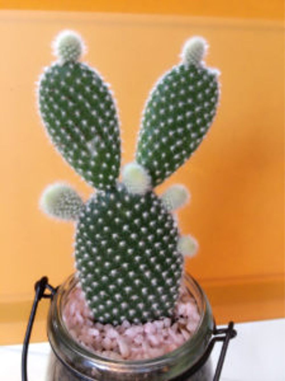 Photo by てとさん