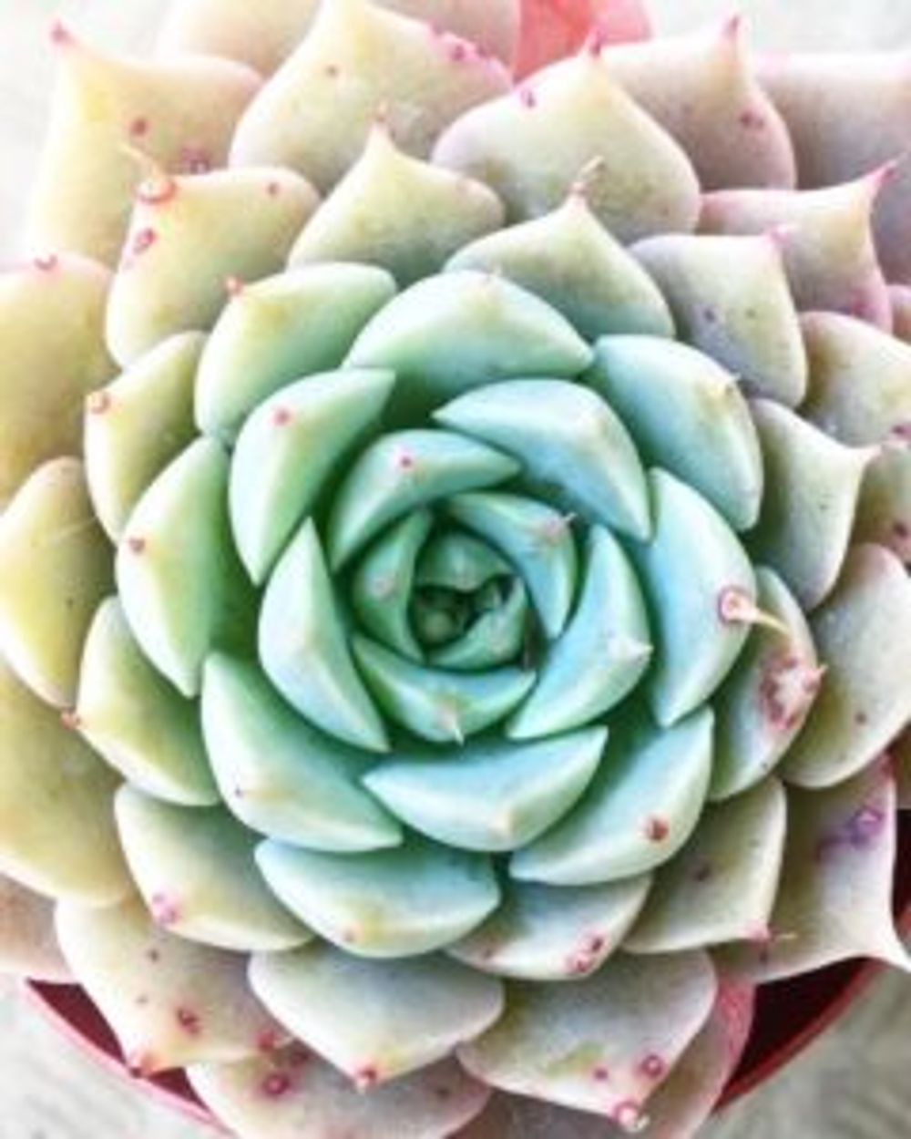 Photo by 花ママさん