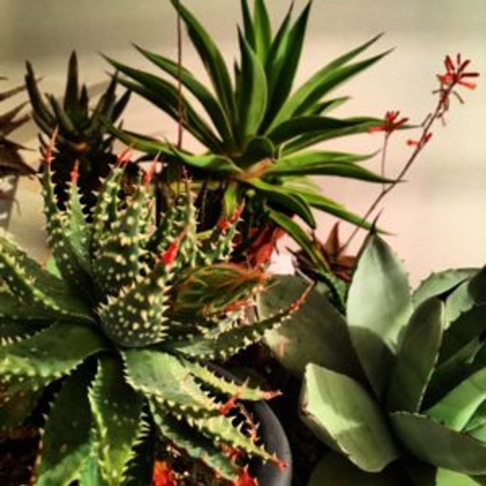 Photo by NITORO JUNK FACTORYさん