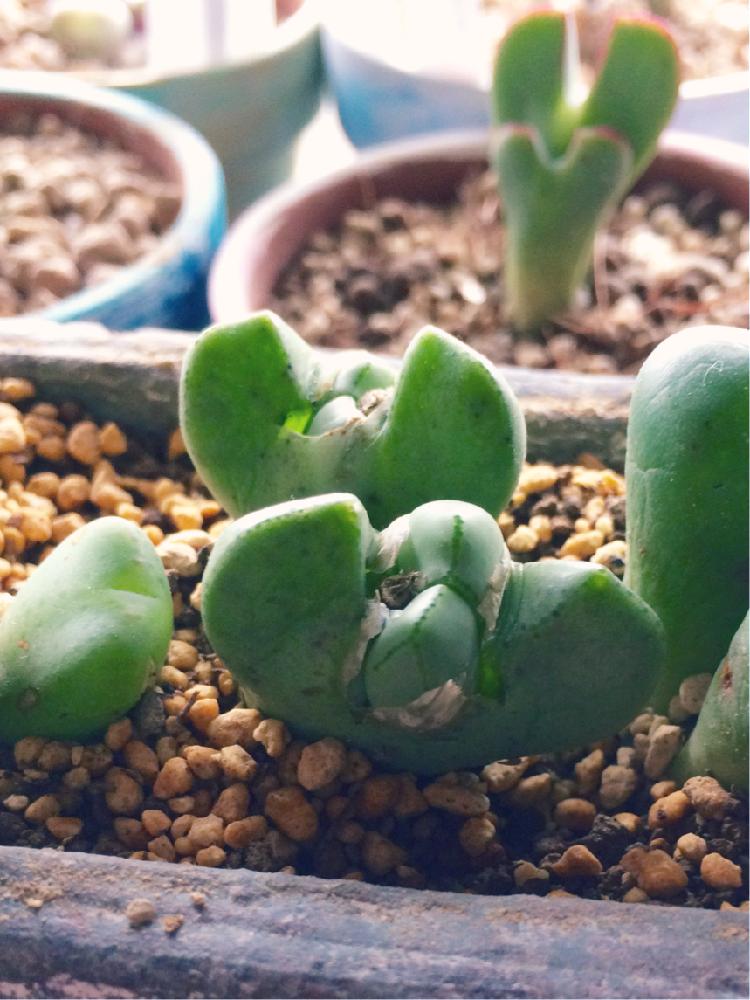 瓜二つのコノフィツムの増やし方をご紹介！｜🍀GreenSnap（グリーン