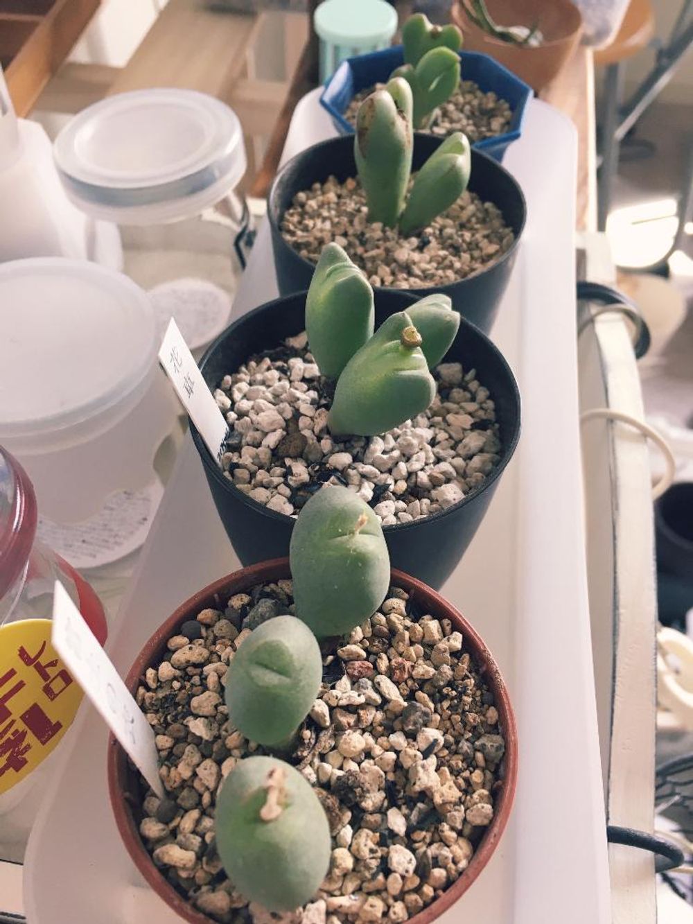 Photo by ちいさん