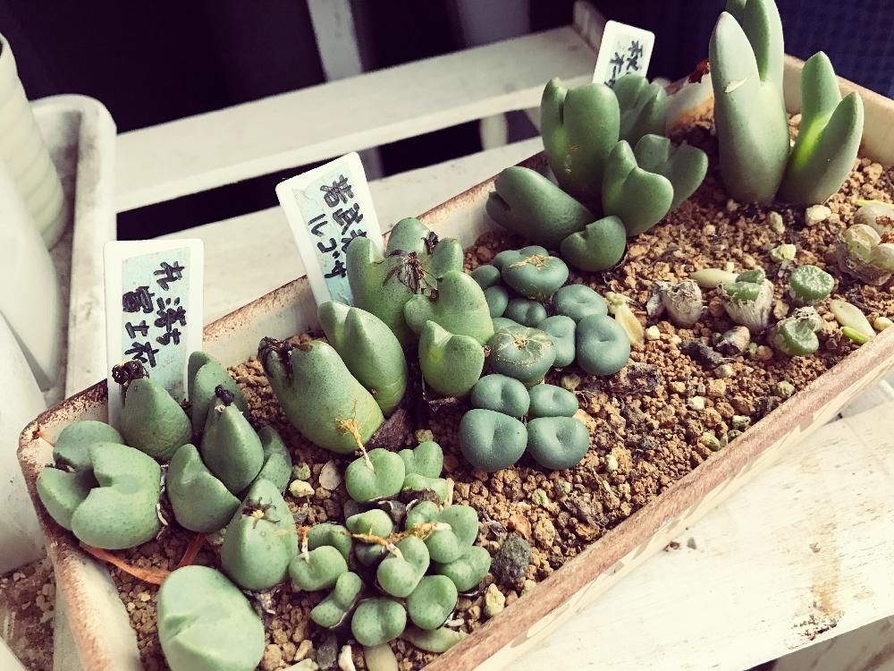 Photo by しゅんにゃんさん