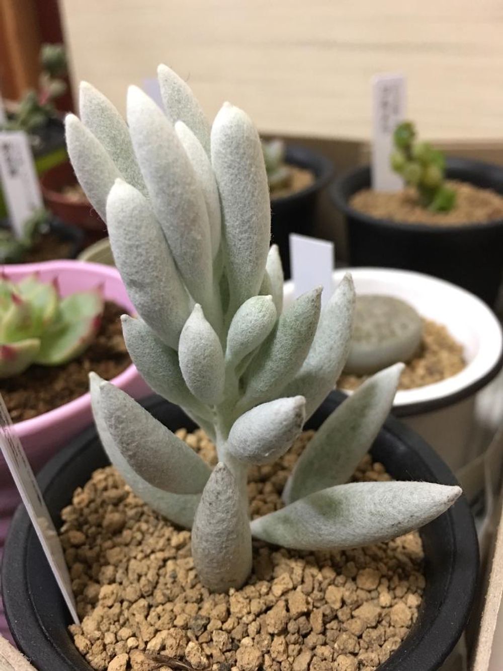 Photo by toshiさん