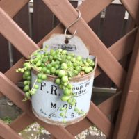 切ると独特の香りがある！？セネシオ属に属する多肉植物の画像