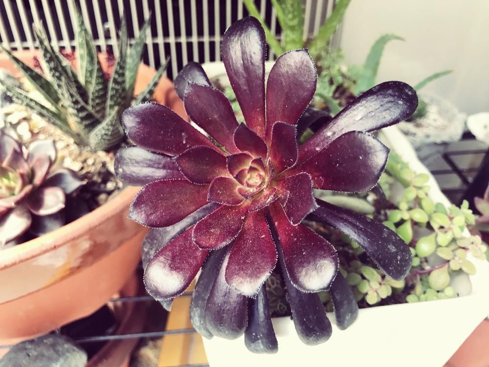 Photo by 軒下キノコ畑さん