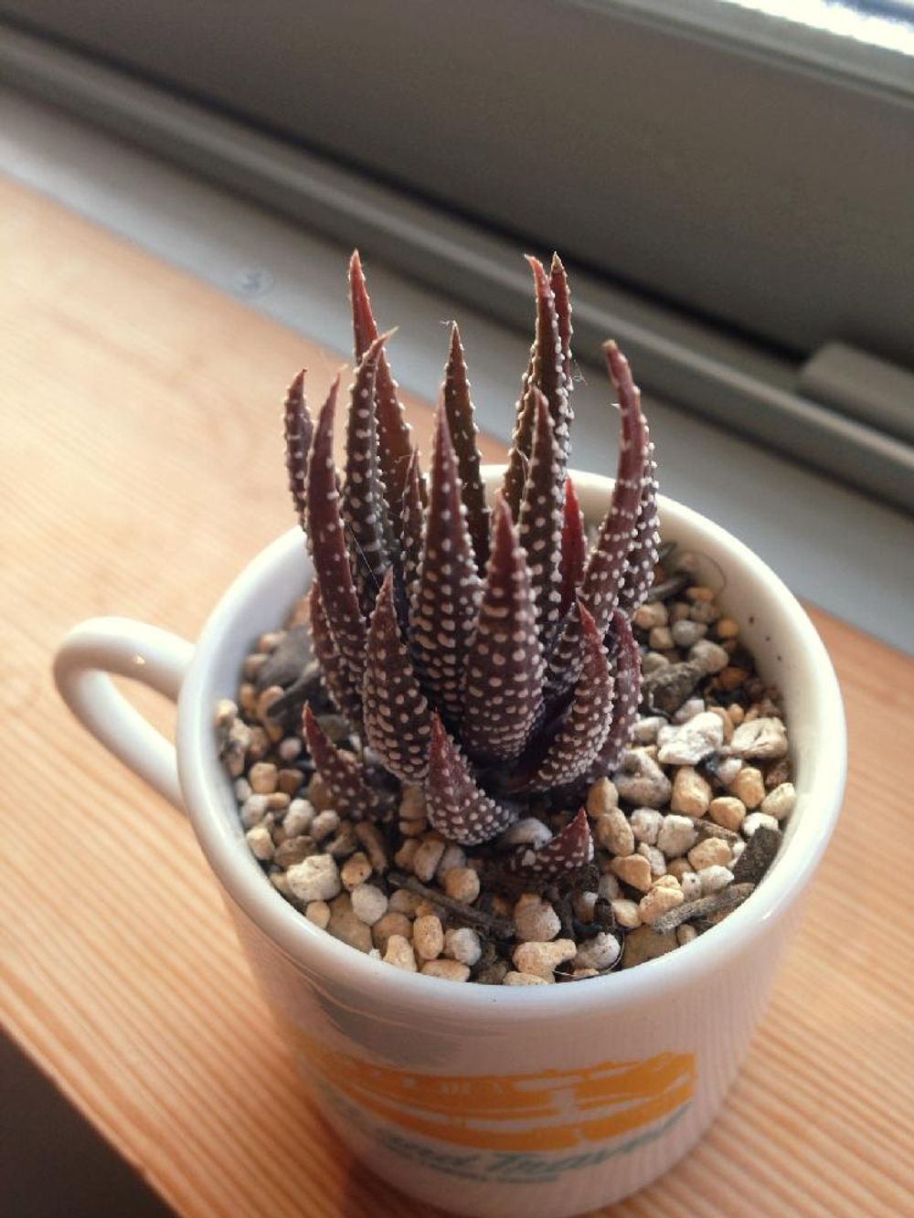 Photo by すみっこさん