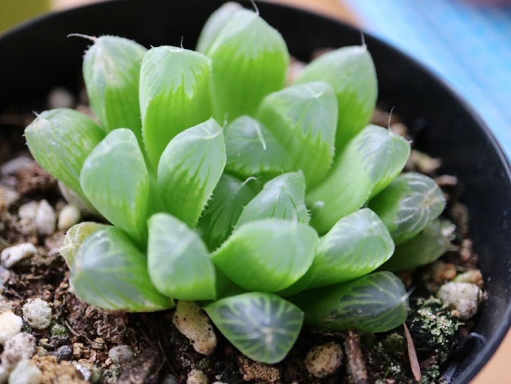 Photo by ねぎま。さん