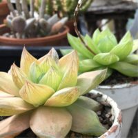 日光がなくても育つ！？日陰に強い多肉植物は？の画像