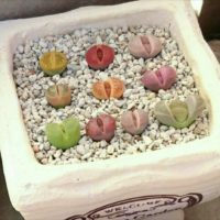 多肉植物のきらめく宝石、「リトープス」の育て方の画像