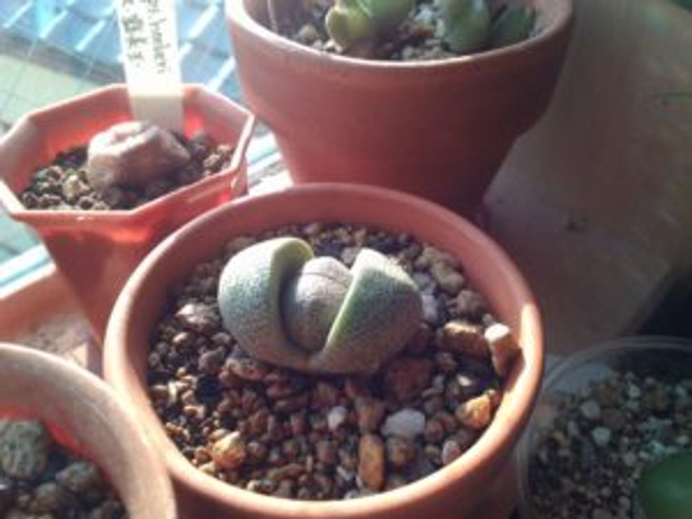 Photo by ダイコンfishさん