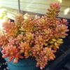 オーロラの育て方！多肉植物編の画像