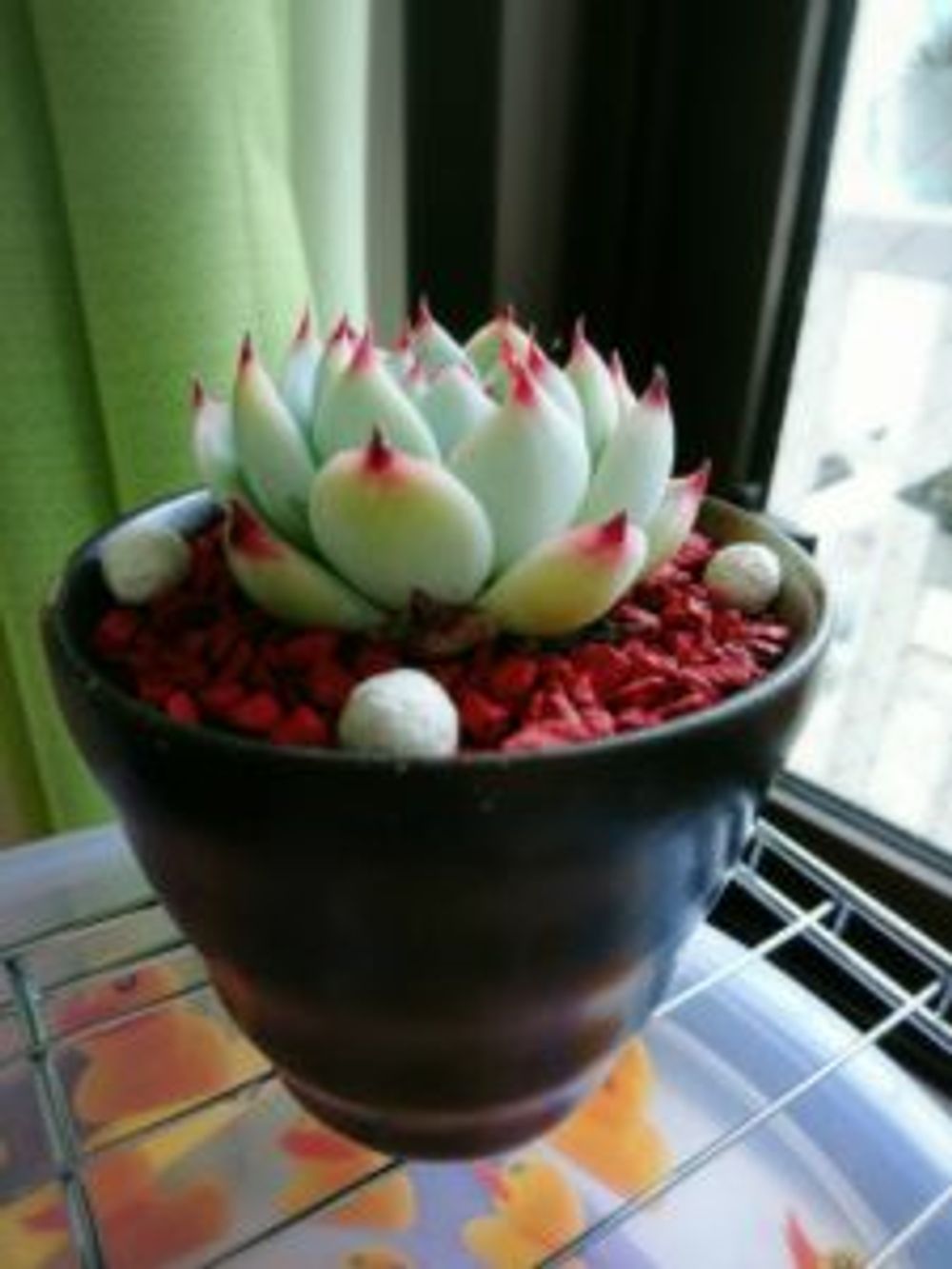 Photo by トレレアシーさん