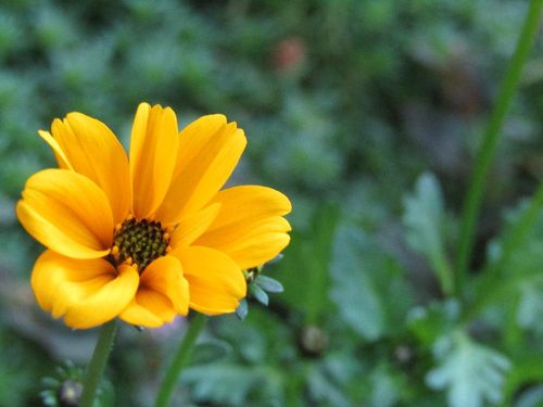 ビデンス ウインターコスモス の育て方 植え替え時期や水やり頻度は Greensnap グリーンスナップ