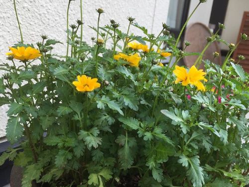 ビデンス ウインターコスモス の育て方 植え替え時期や水やり頻度は Greensnap グリーンスナップ