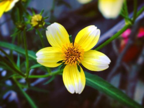 ビデンス ウインターコスモス の育て方 植え替え時期や水やり頻度は Greensnap グリーンスナップ