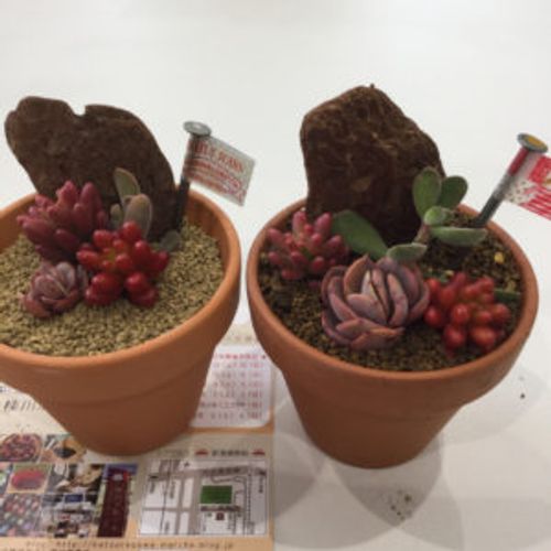 多肉植物を愛してやまない 多肉女子 に迫る Greensnap グリーンスナップ 多肉植物を愛してやまない 多肉女子 に迫る Greensnap グリーンスナップ