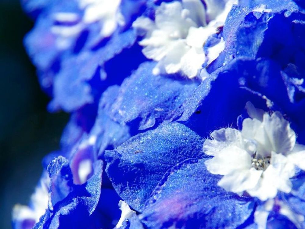 デルフィニウム　青い花　日差し