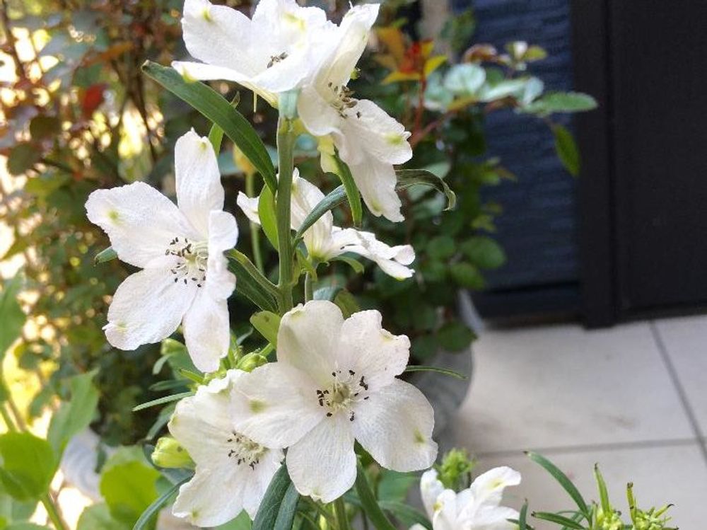 デルフィニウム　白い花　