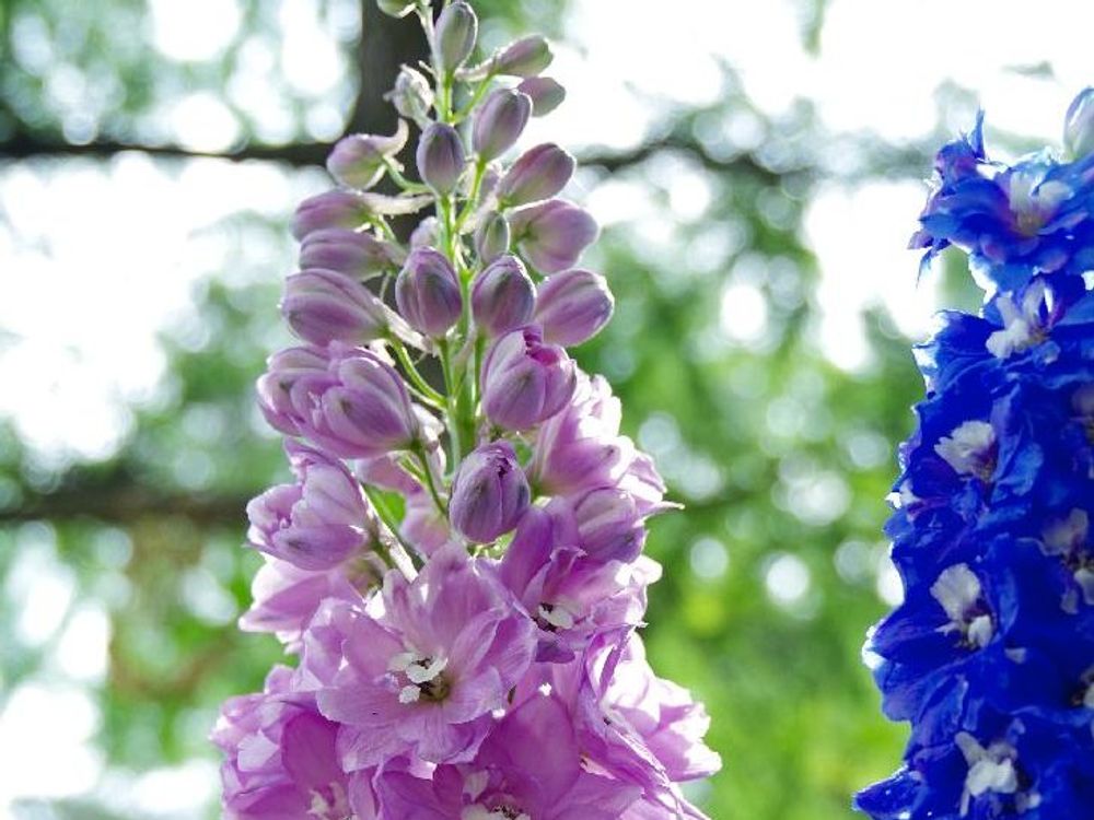 デルフィニウム　ピンク色の花