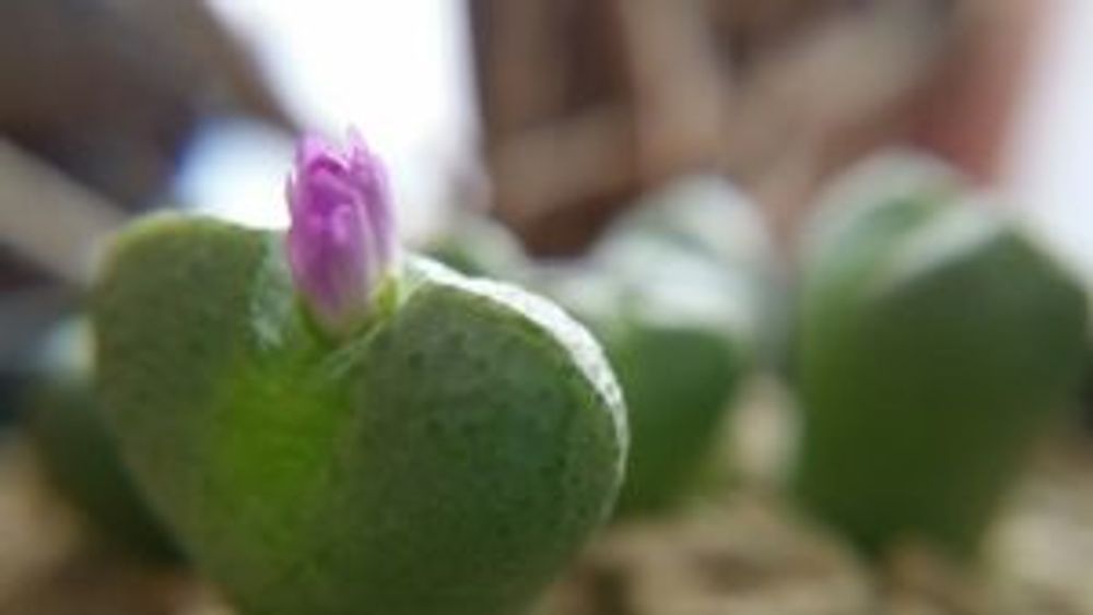 Photo by Sachiさん