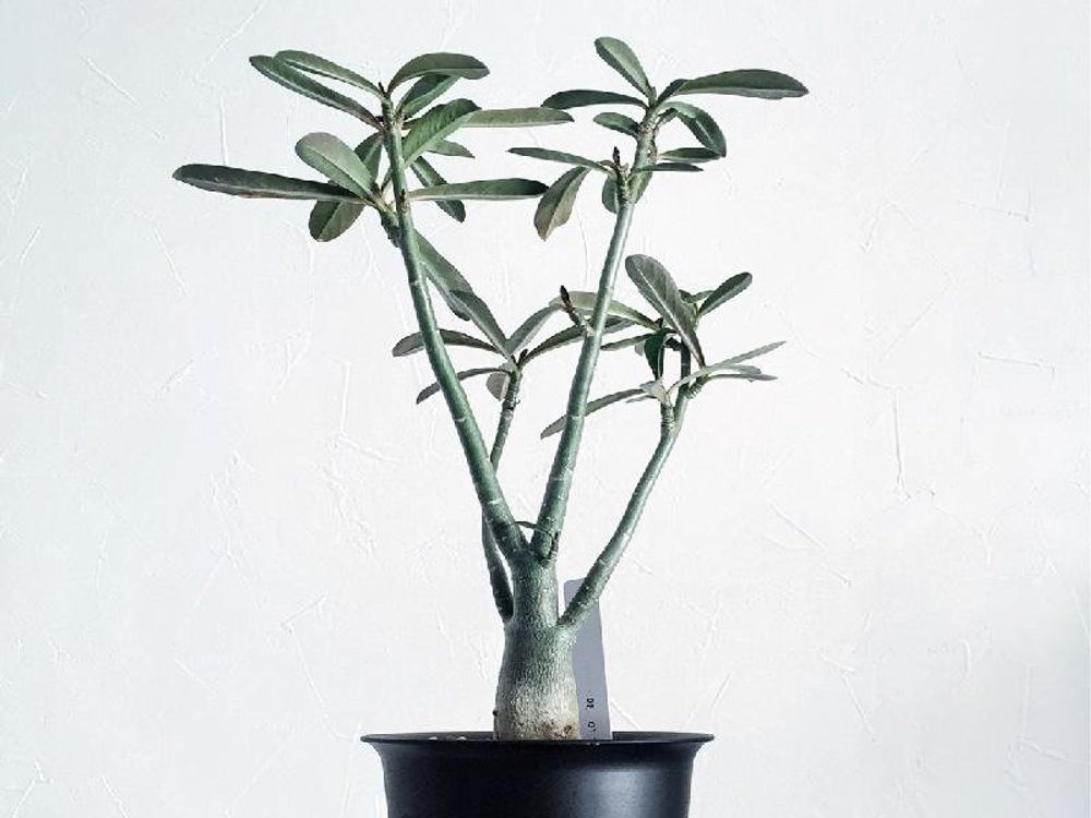 アデニウム(砂漠の薔薇) 鉢植え