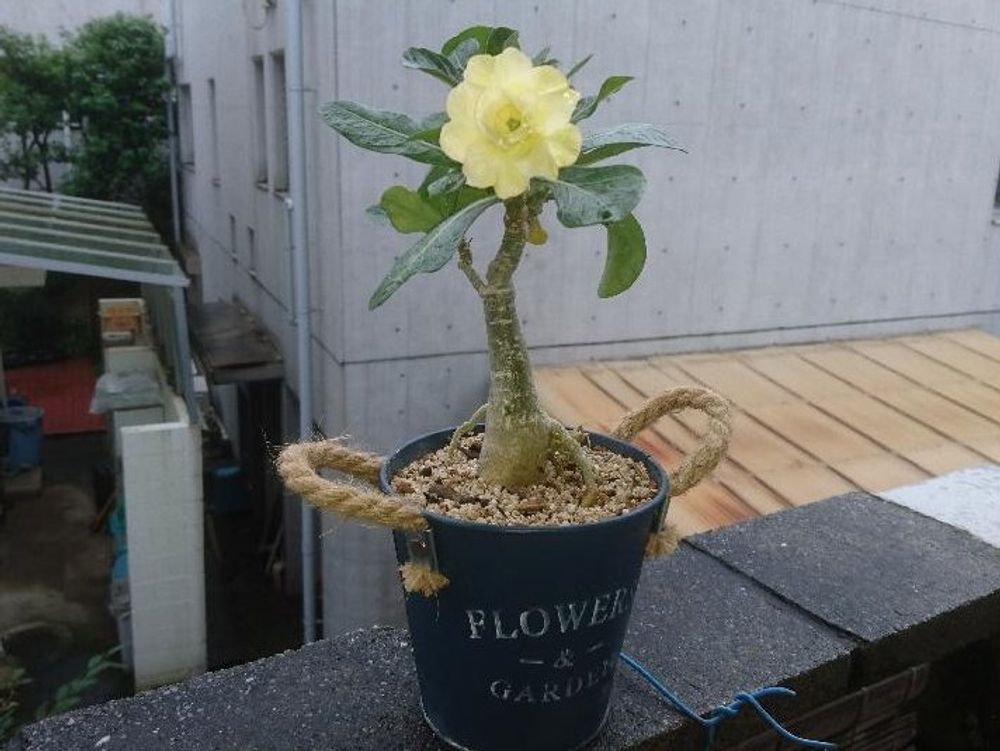 アデニウム(砂漠の薔薇) 鉢植え