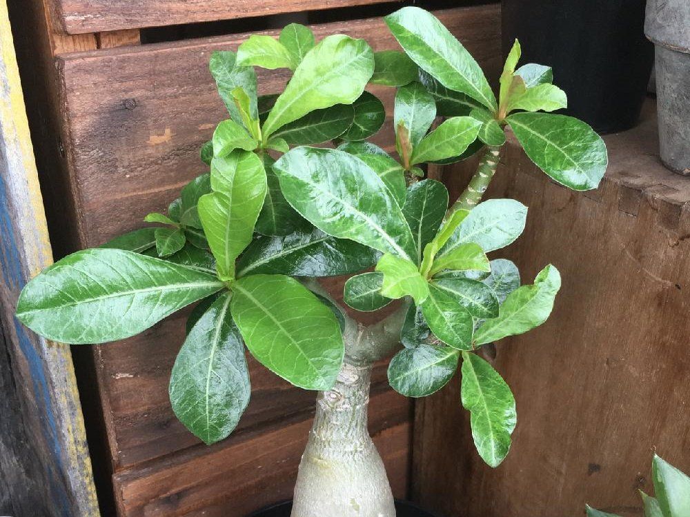 アデニウム(砂漠のバラ) 鉢植え