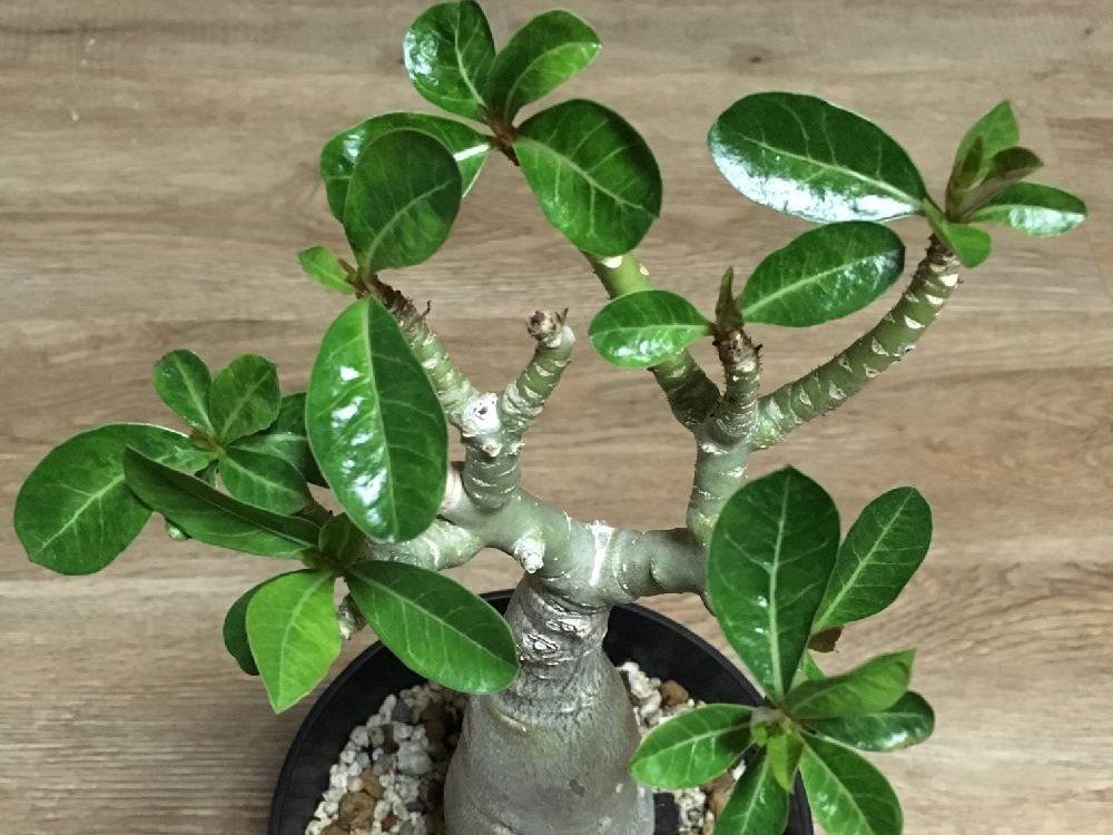 アデニウム(砂漠の薔薇) 鉢植え