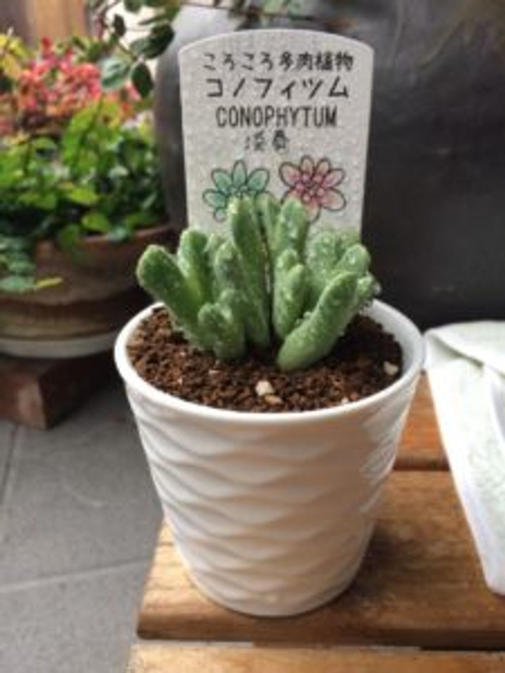 Photo by とろろんさん