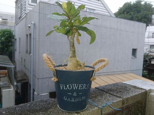 アデニウム 砂漠のバラ の育て方 植え替えの方法は 室内で元気に育てるコツ Greensnap グリーンスナップ