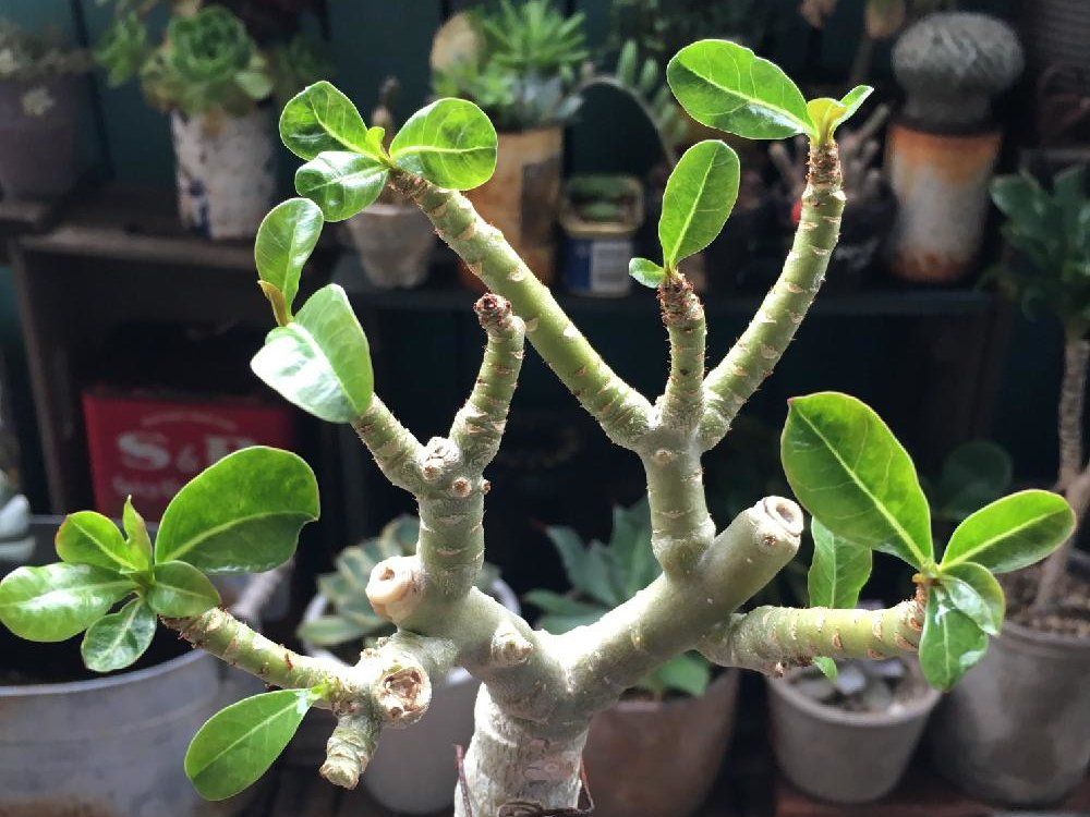 アデニウム(砂漠のバラ) 