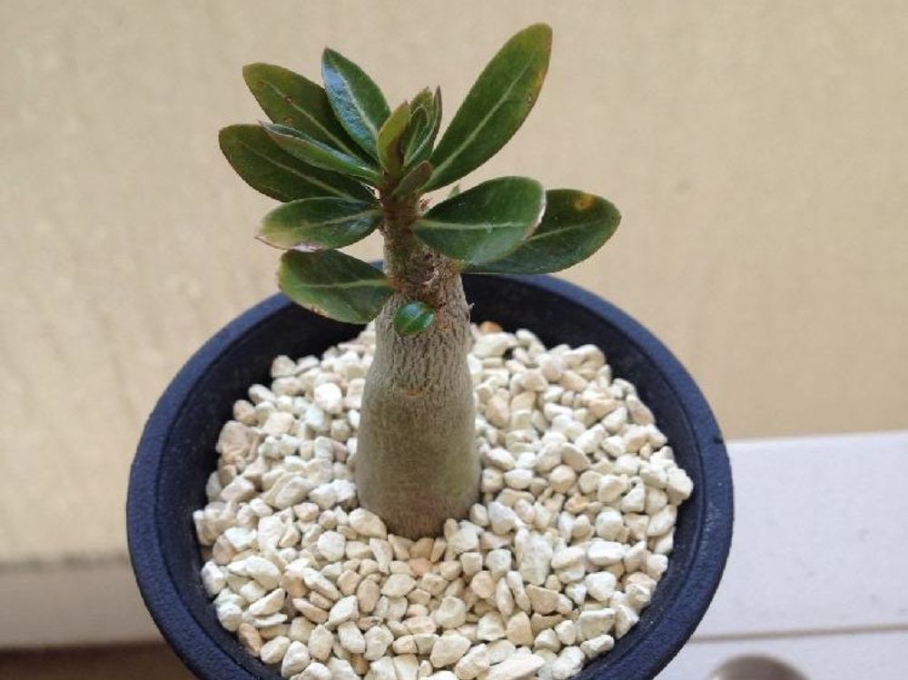 アデニウム(砂漠の薔薇) 鉢植え