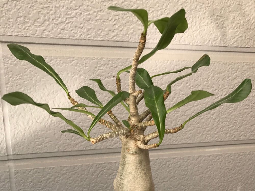 アデニウム(砂漠の薔薇) 鉢植え