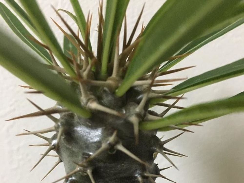 パキポディウム 鉢植え