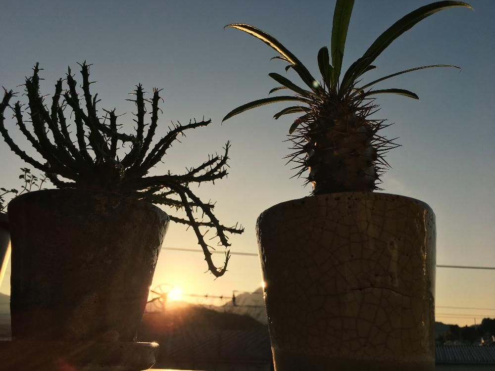 パキポディウム 鉢植え