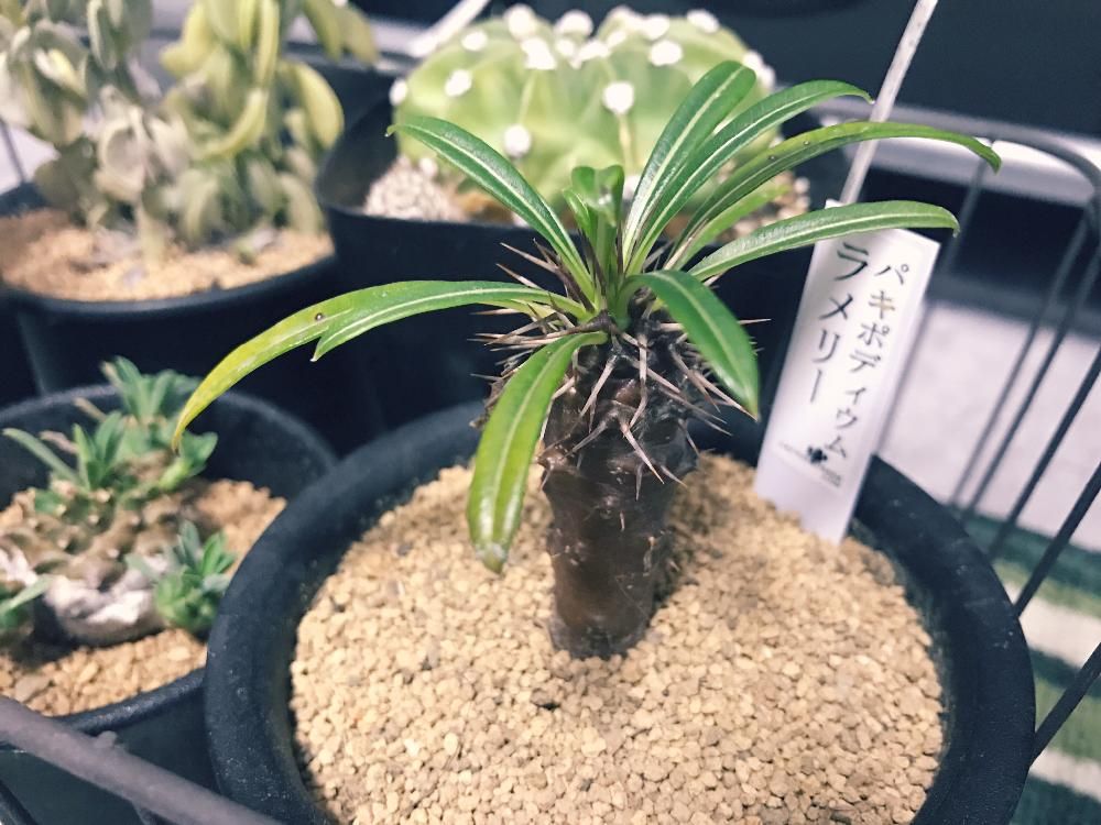 パキポディウム 苗