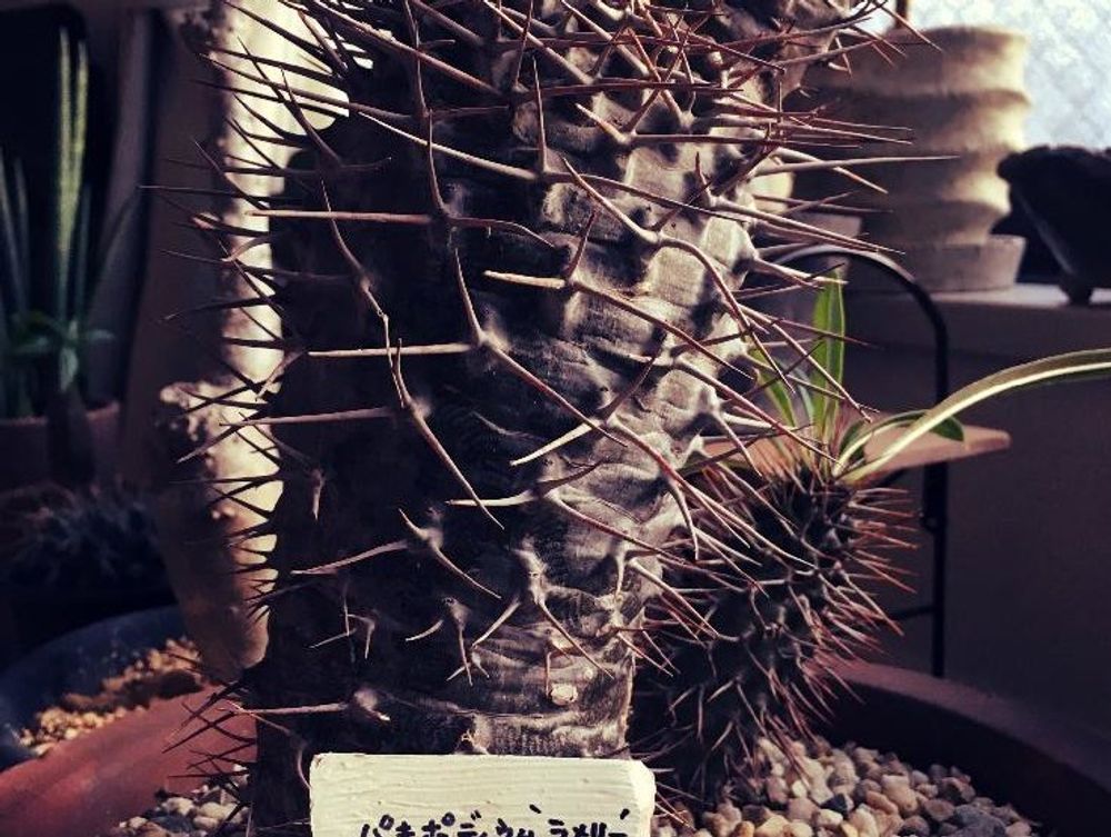 パキポディウム 鉢植え