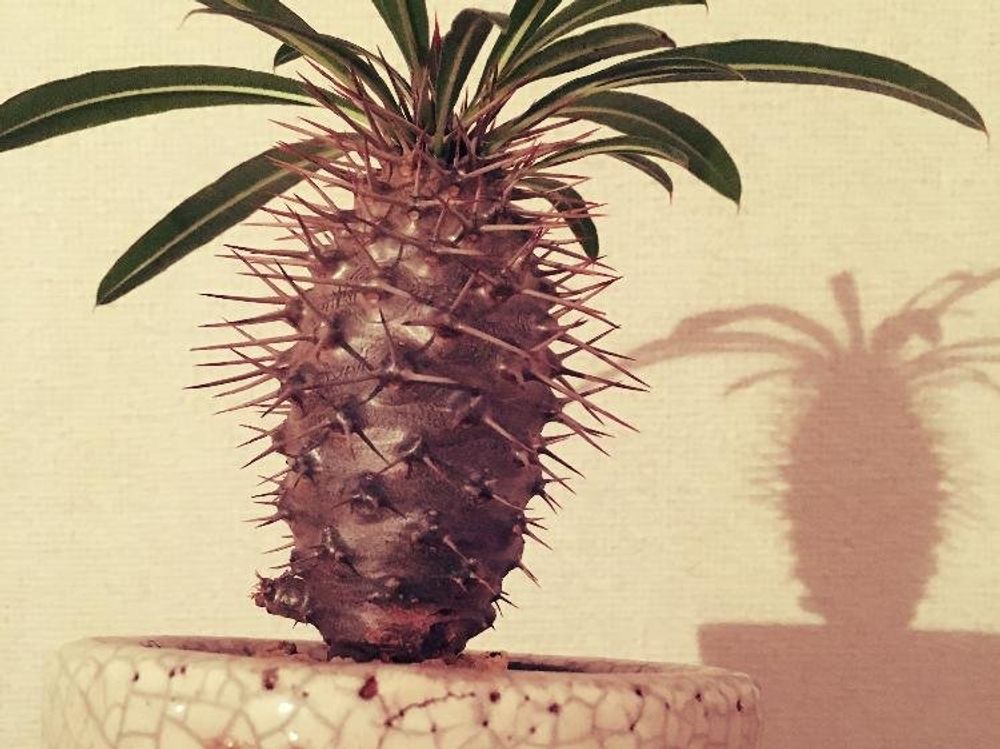 パキポディウム 鉢植え 