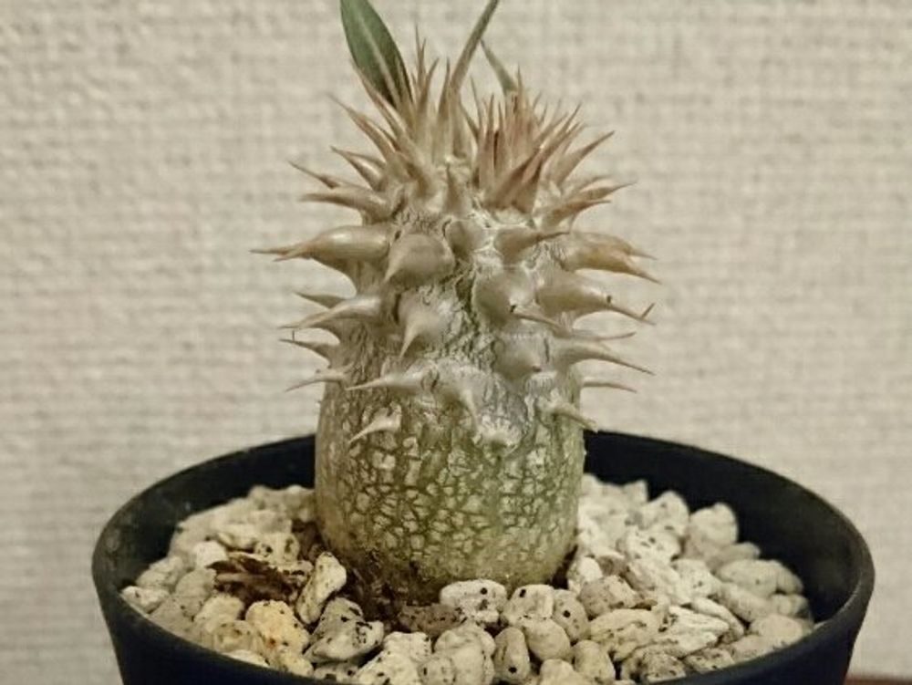 パキポディウム 鉢植え