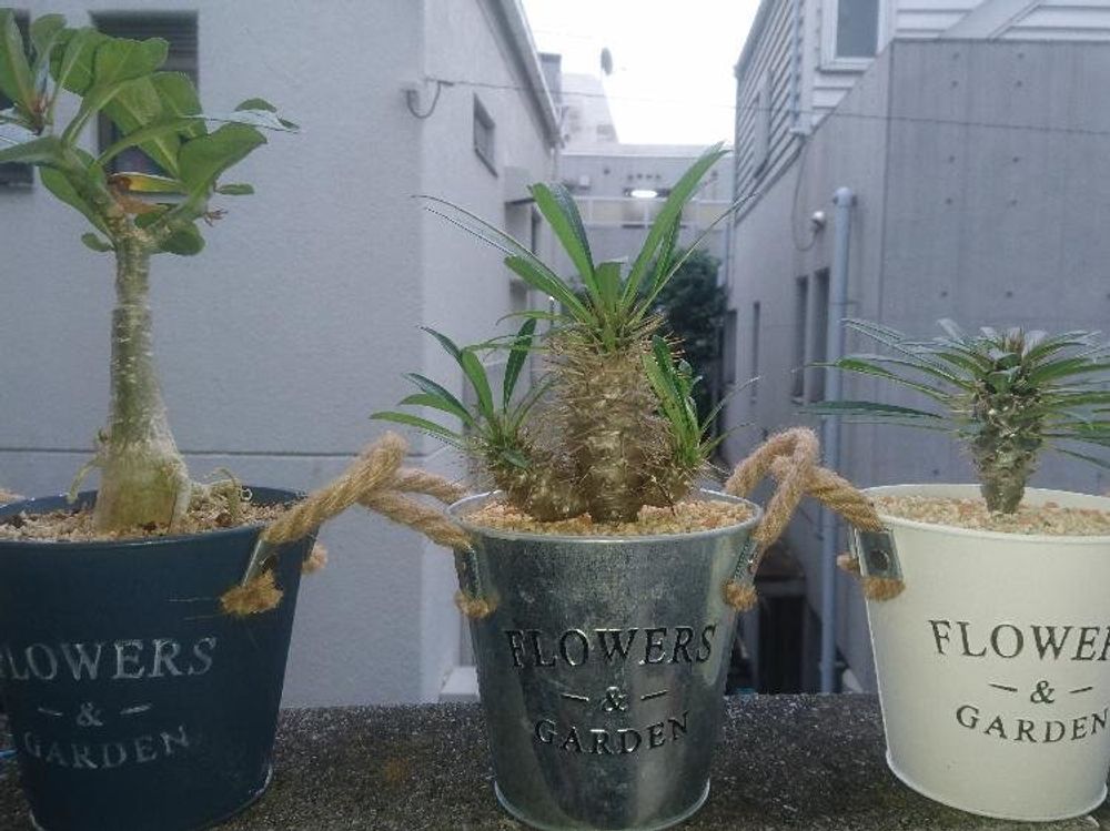 パキポディウム 鉢植え