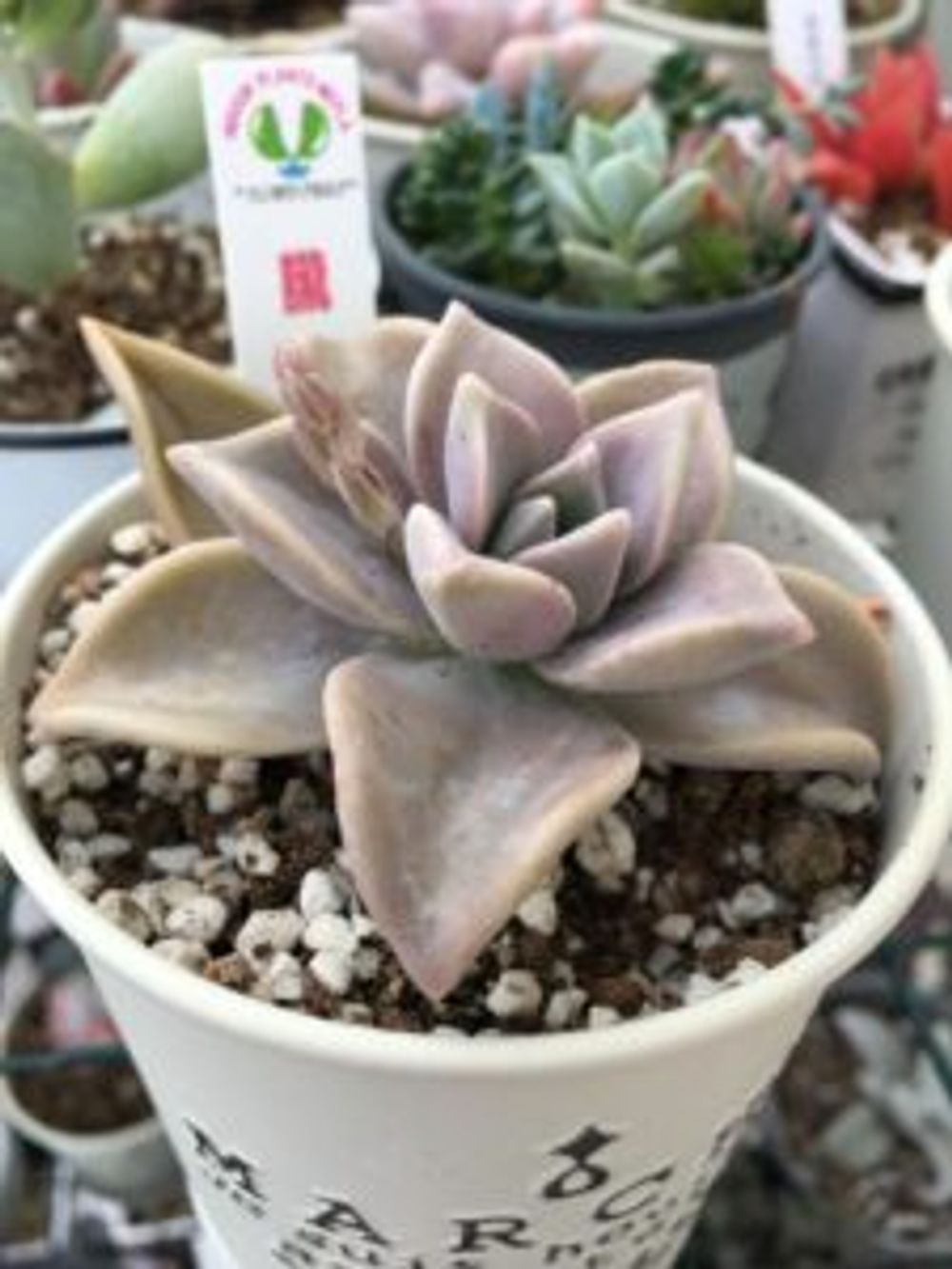 Photo by メグさん