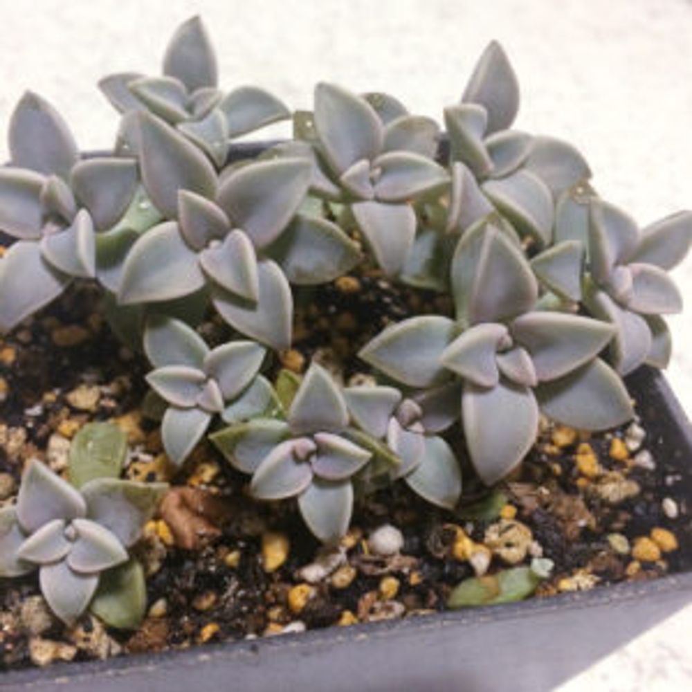 Photo by ティきさん