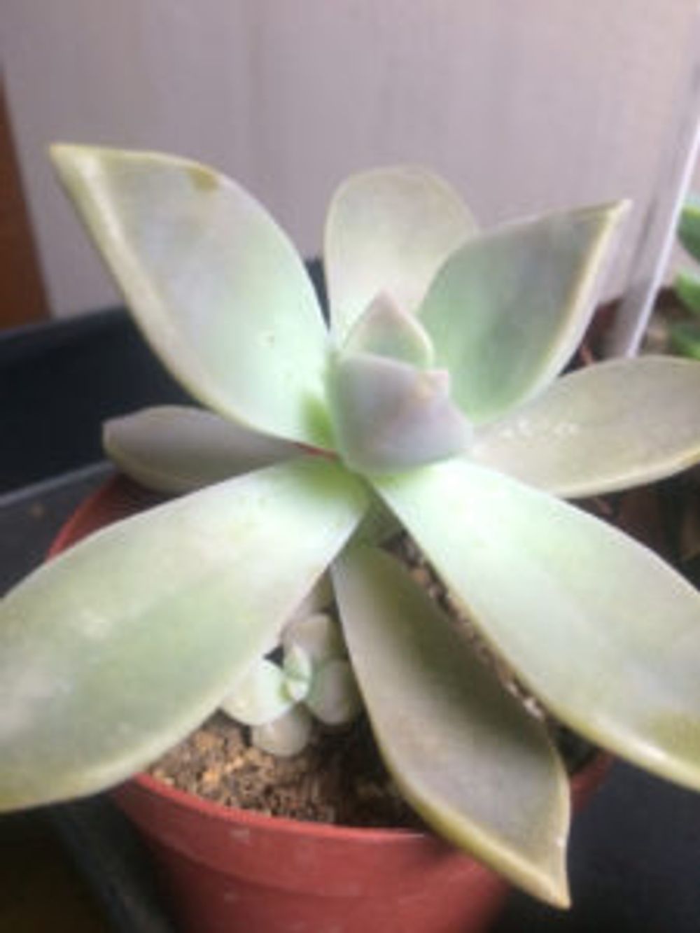 Photo by 花果さん