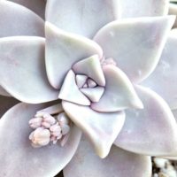 何色だ？グラプトペタルムの育て方の画像