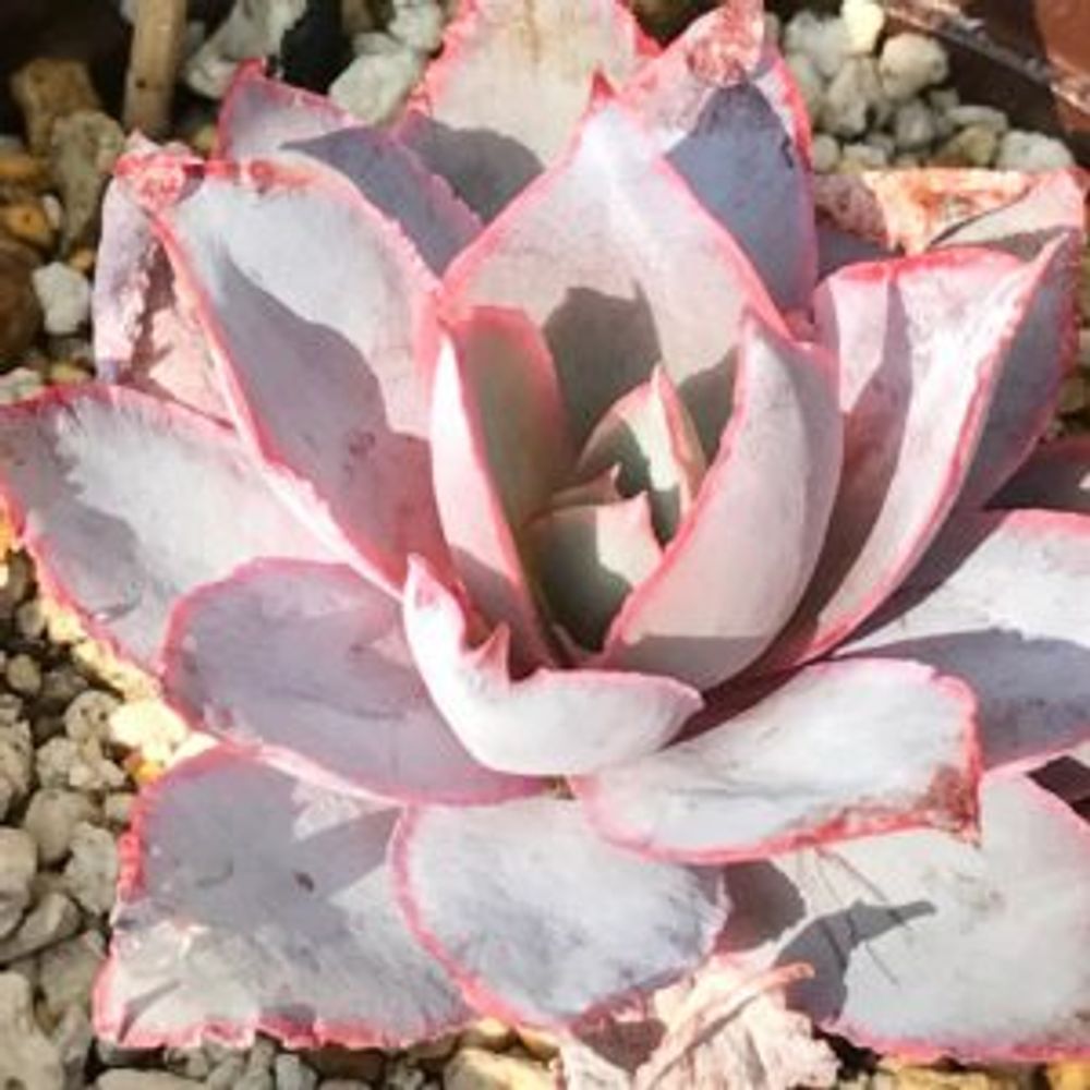 Photo by Pontanさん