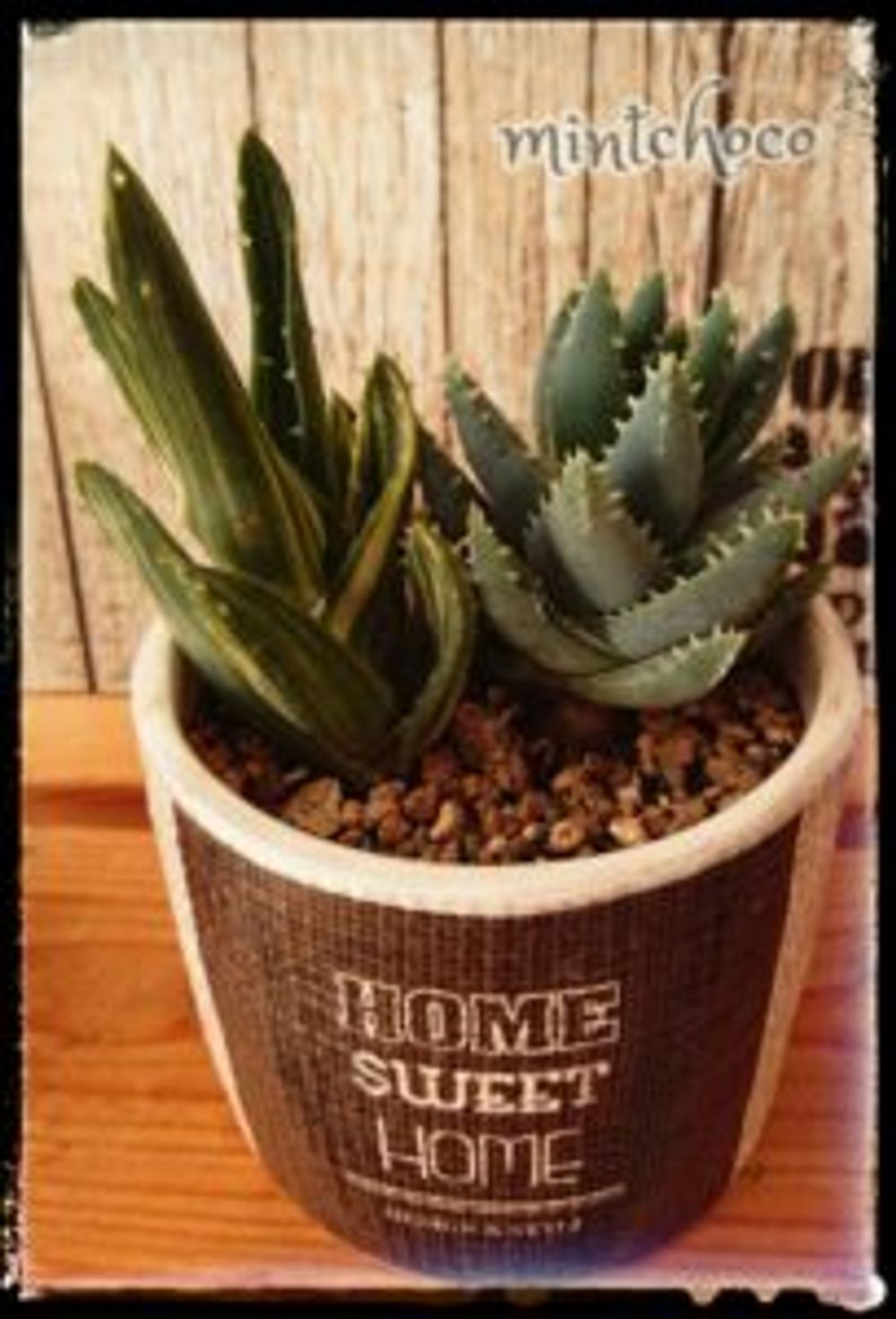 Photo by mintchocoさん