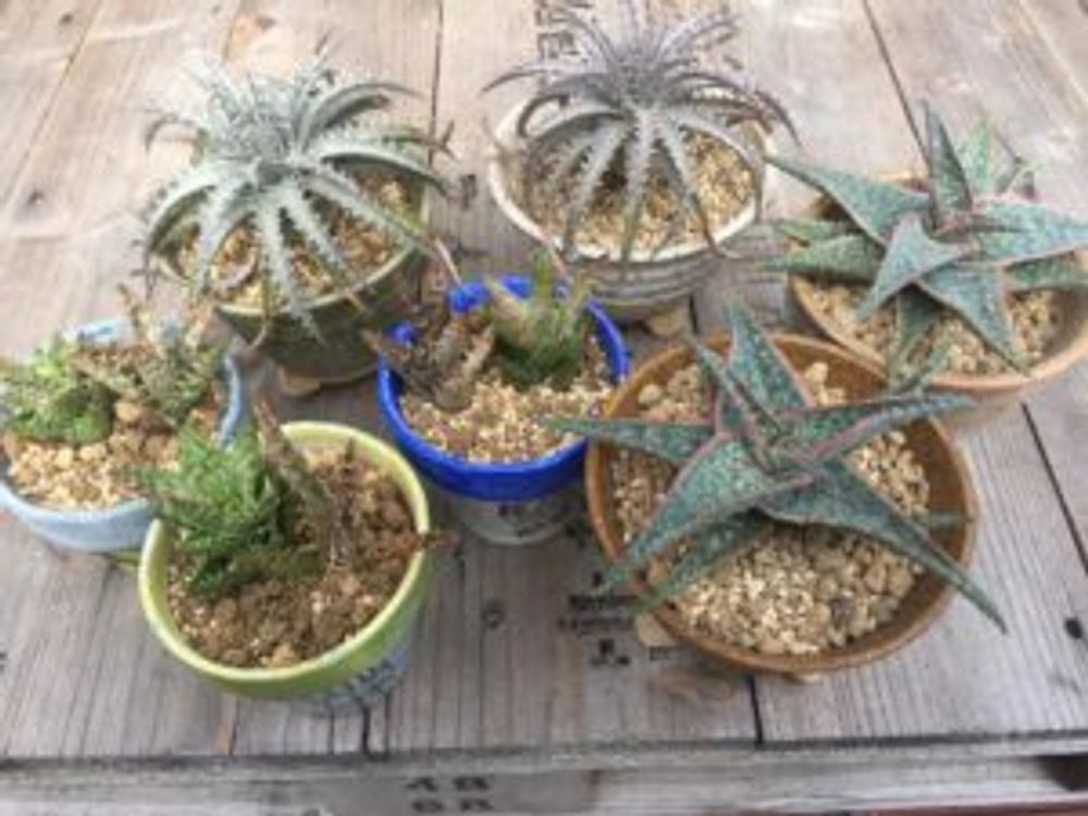 Photo by kokoaruさん